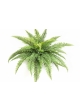 Leather Forest Fern - UV 80 cm