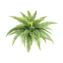 Leather Forest Fern - UV 80 cm