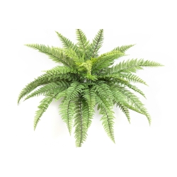 Leather Forest Fern - UV 80 cm