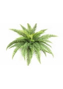 Leather Forest Fern - UV 80 cm