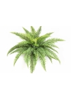 Leather Forest Fern - UV 80 cm