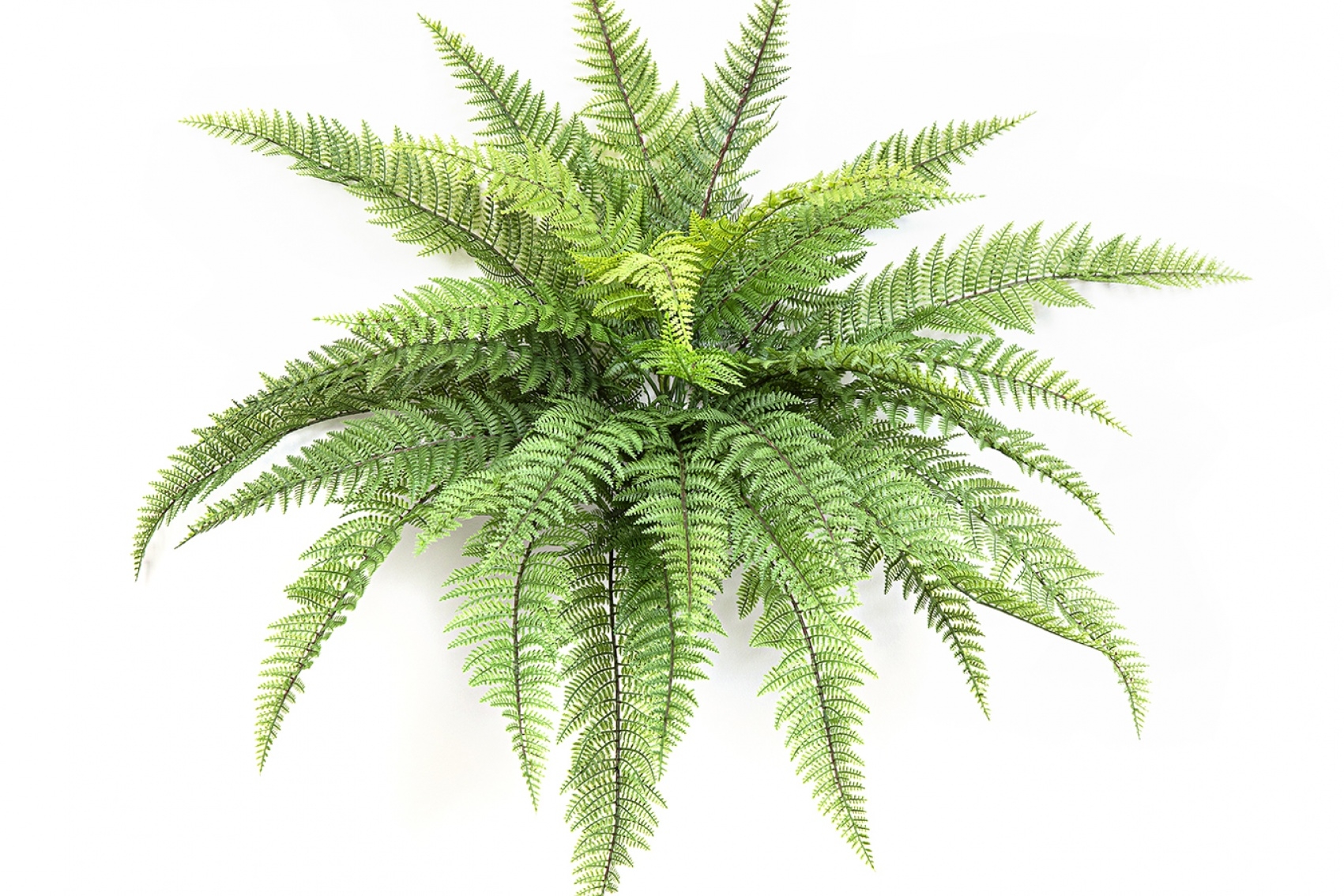 Leather Forest Fern - UV 80 cm