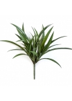Liriope Grass Bunch - UV 40 cm
