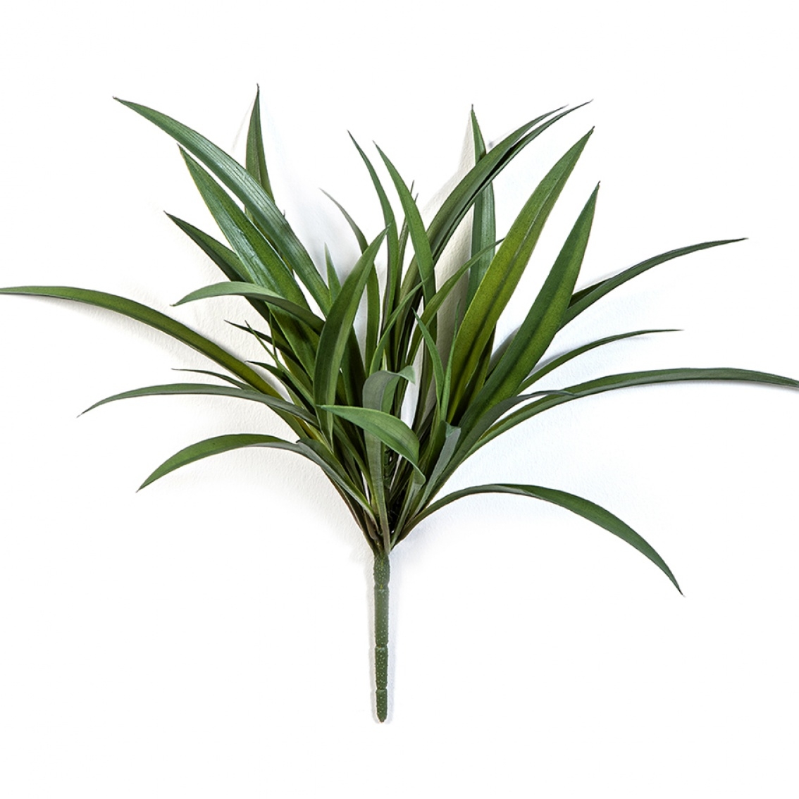 Liriope Grass Bunch - UV 40 cm