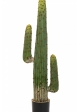 MEXICAN CACTUS 125-170 cm