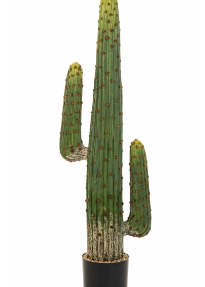 MEXICAN CACTUS 125-170 cm