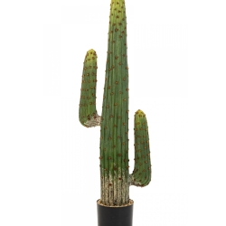 MEXICAN CACTUS 125-170 cm