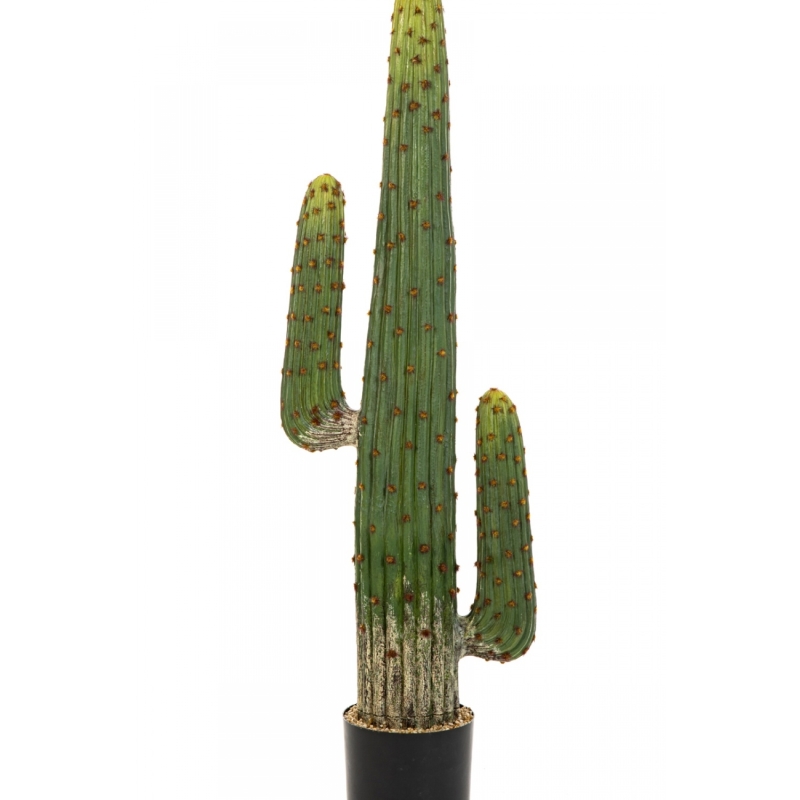 MEXICAN CACTUS 125-170 cm