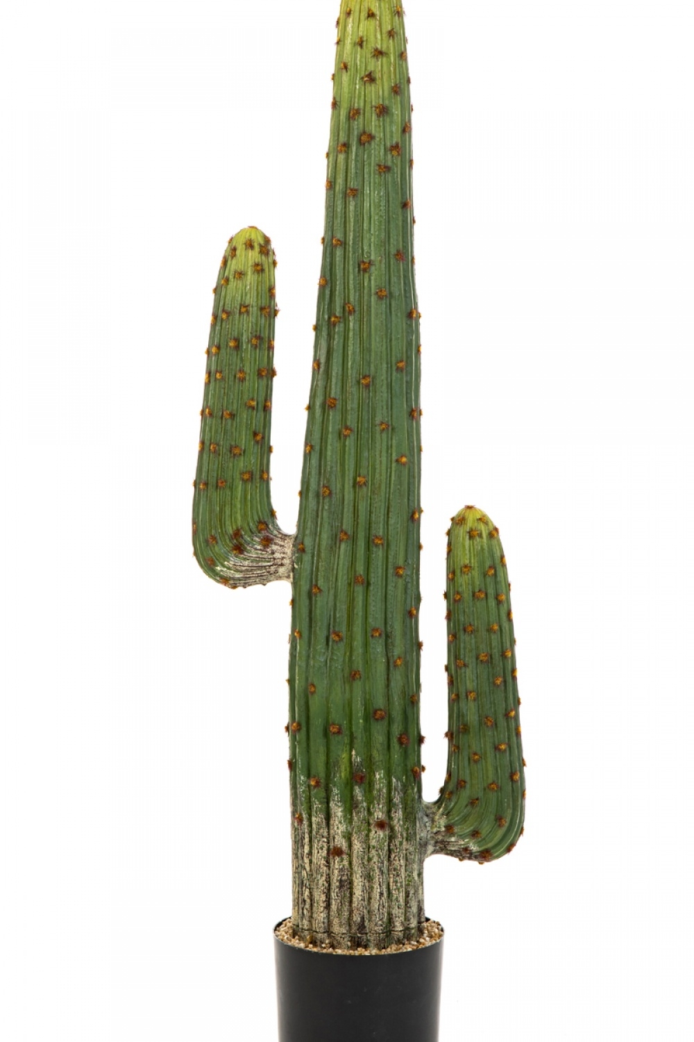MEXICAN CACTUS 125-170 cm