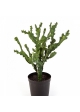 MOUNTAIN CACTUS W/POT 76 cm