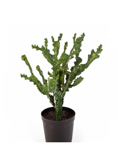 MOUNTAIN CACTUS W/POT 76 cm