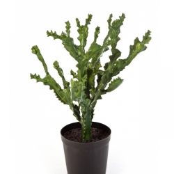 MOUNTAIN CACTUS W/POT 76 cm