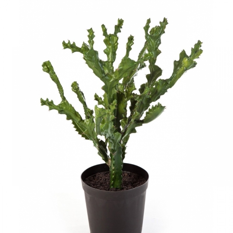 MOUNTAIN CACTUS W/POT 76 cm