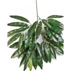Mango spray x 41 55 cm
