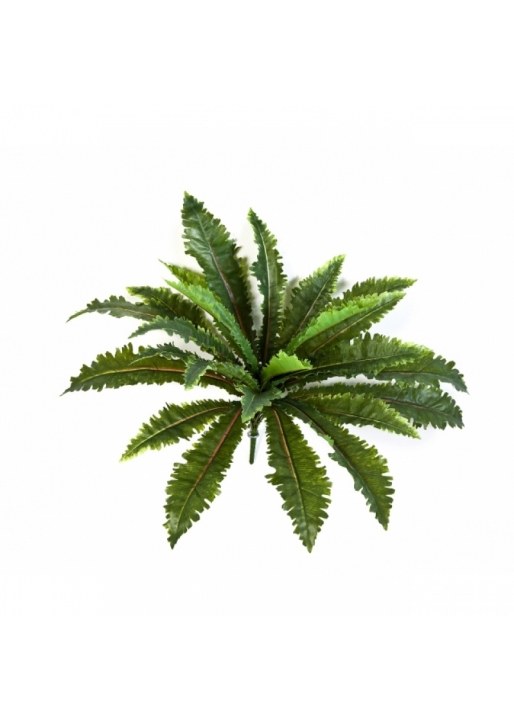Margarintum Fern Bush x 24 70 cm