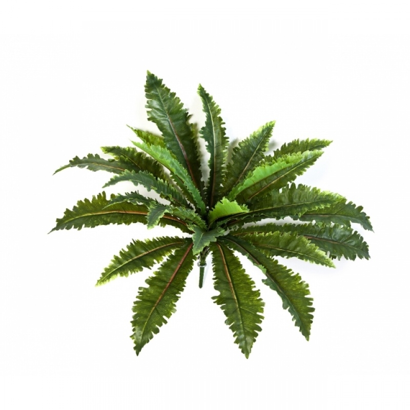 Margarintum Fern Bush x 24 70 cm