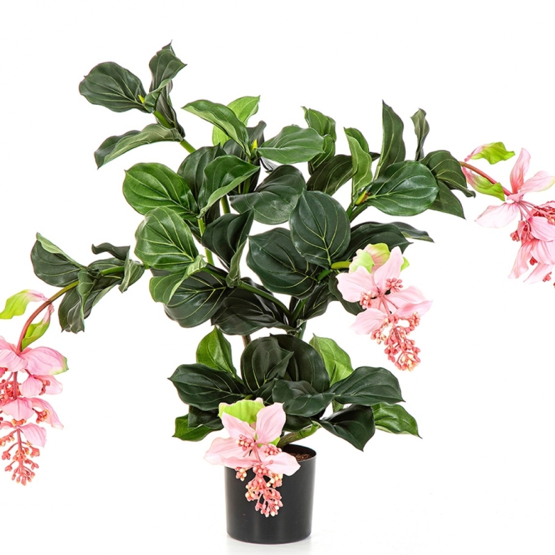Medinilla Plant Pink 78 cm