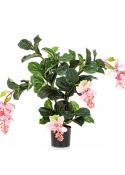 Medinilla Plant Pink 78 cm