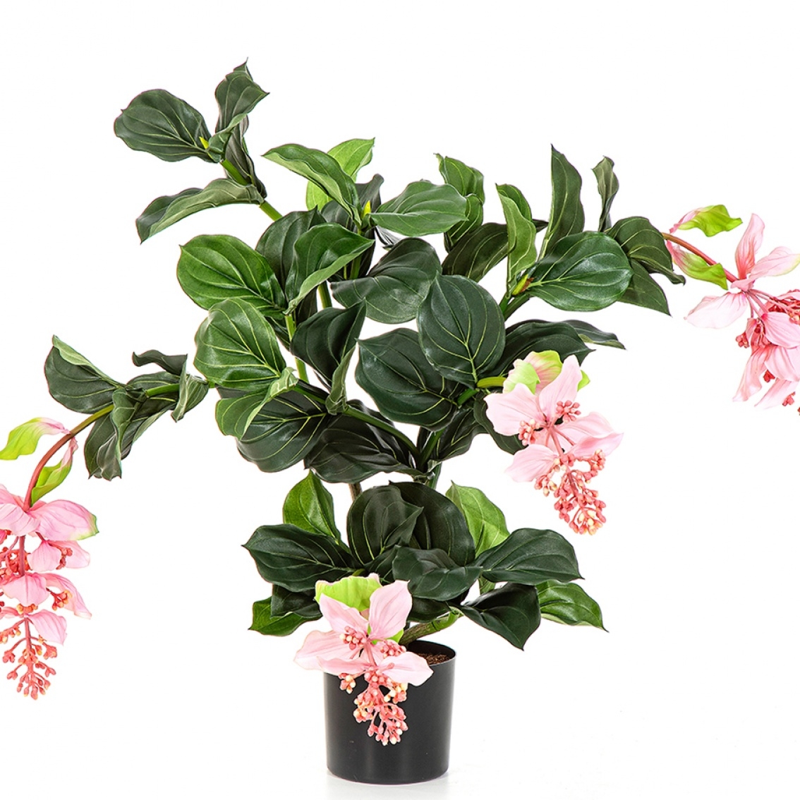 Medinilla Plant Pink 78 cm