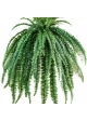 Medium Hanging Fern x 52 lvs 105 cm