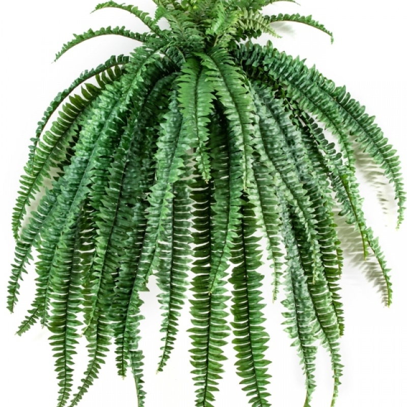 Medium Hanging Fern x 52 lvs 105 cm