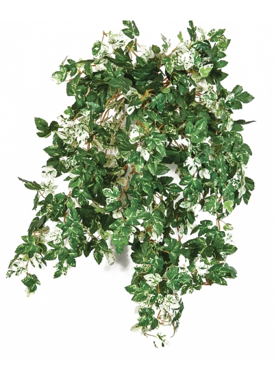 Mini Ampelopsis x 560 560 cm
