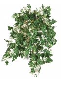 Mini Ampelopsis x 560 560 cm