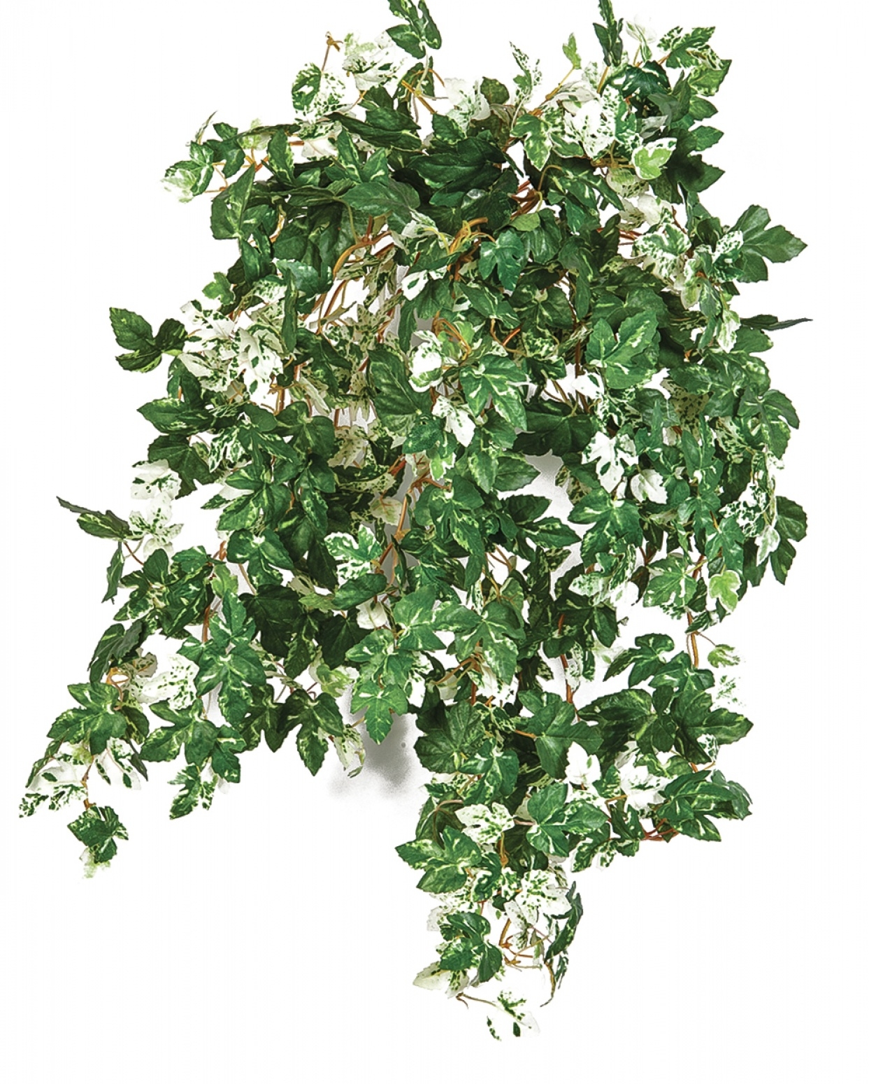 Mini Ampelopsis x 560 560 cm