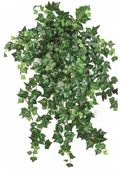 Mini English Ivy x 560 560 cm