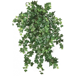 Mini English Ivy x 560 560 cm