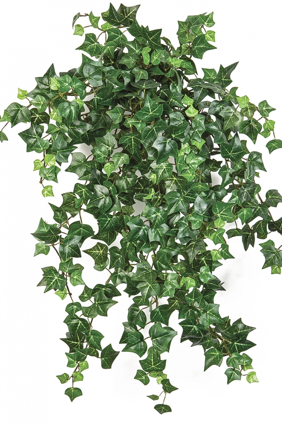 Mini English Ivy x 560 560 cm