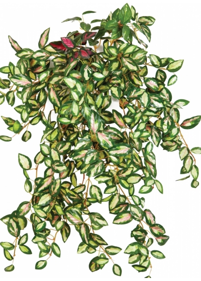 Mini Hoya bush x 560 560 cm