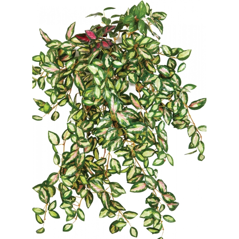 Mini Hoya bush x 560 560 cm