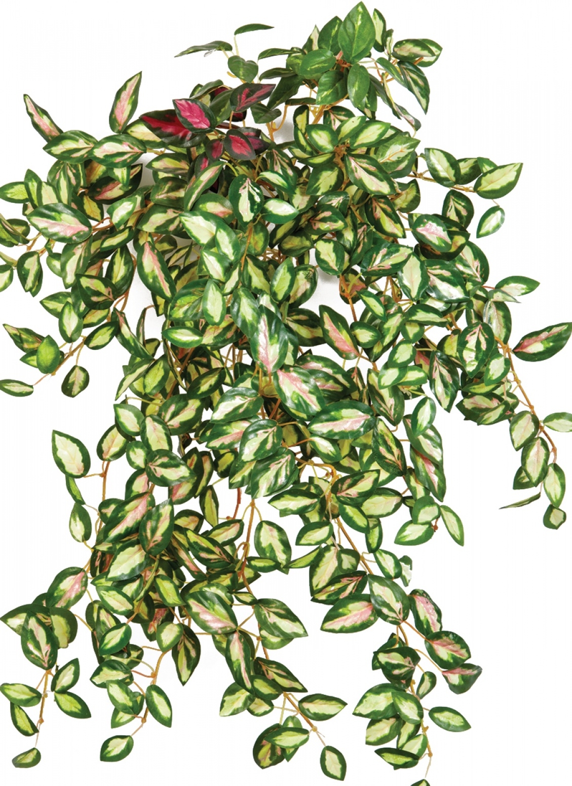 Mini Hoya bush x 560 560 cm