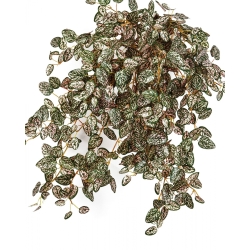 Mini Hypoestes x 560 560 cm