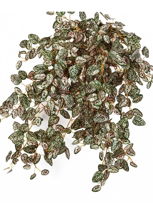 Mini Hypoestes x 560 560 cm