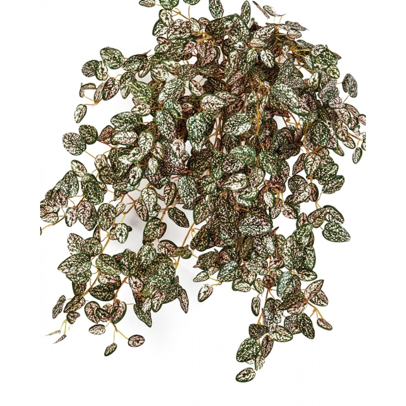 Mini Hypoestes x 560 560 cm