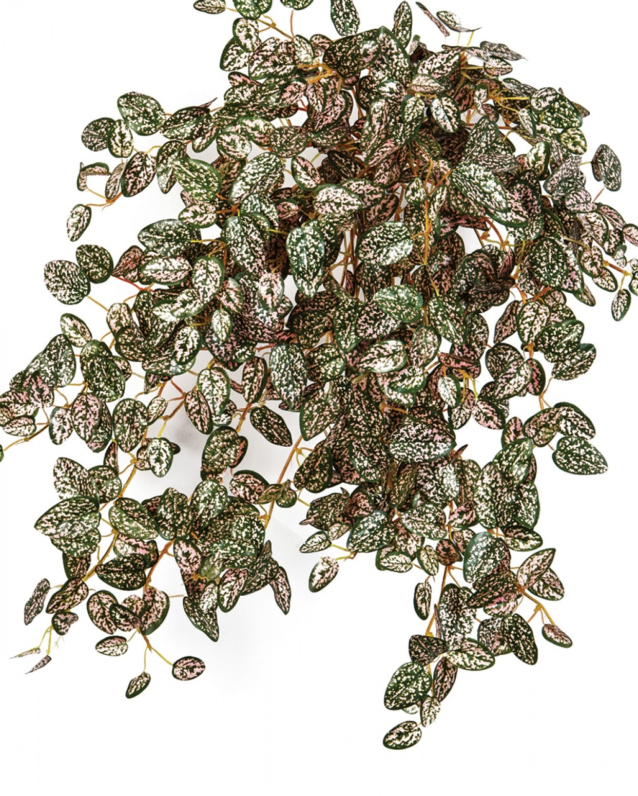 Mini Hypoestes x 560 560 cm