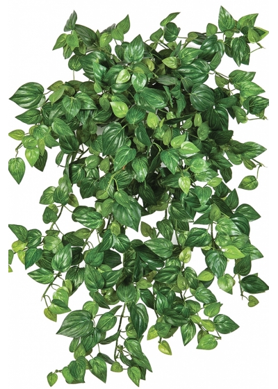 Mini Philodendron x 560 560 cm