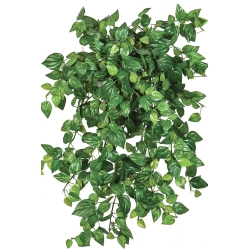 Mini Philodendron x 560 560 cm