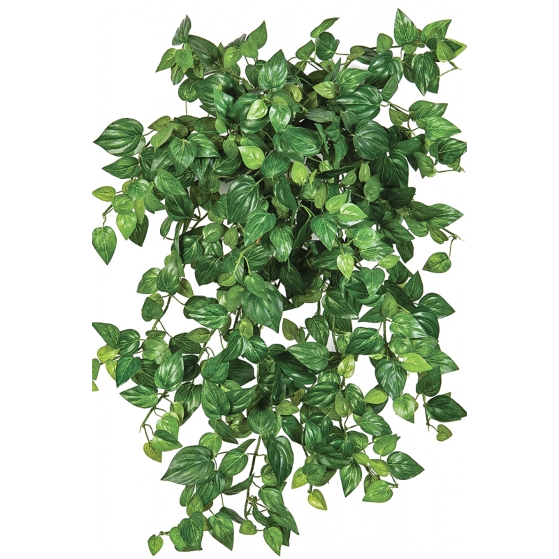 Mini Philodendron x 560 560 cm