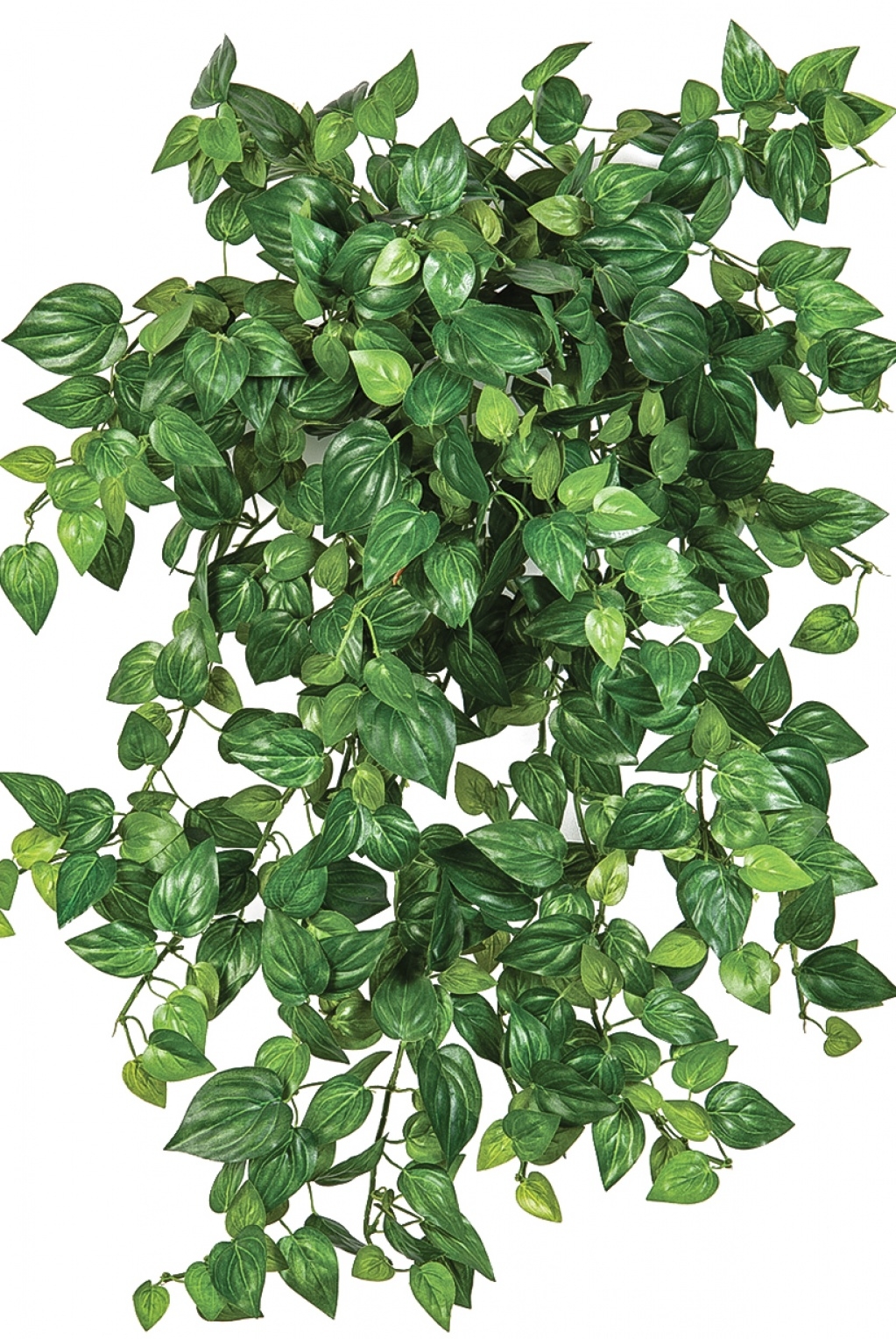 Mini Philodendron x 560 560 cm