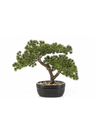 Mini Pine Bonzai with Black Pot 26-68 cm