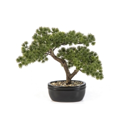 Mini Pine Bonzai with Black Pot 26-68 cm