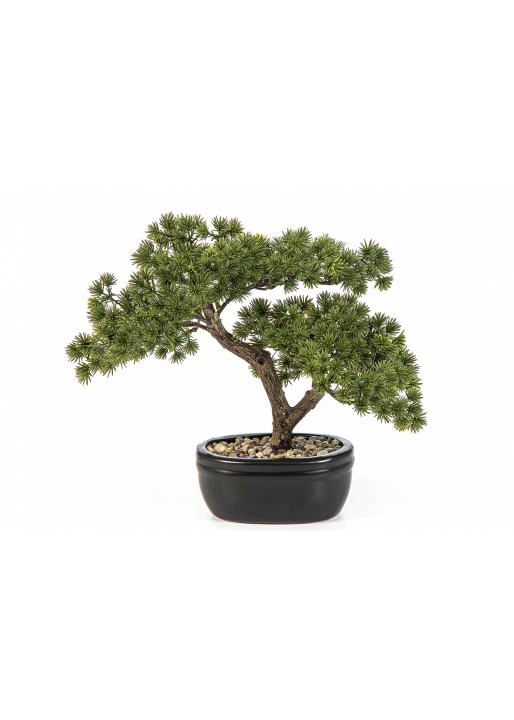 Mini Pine Bonzai with Black Pot 26-68 cm