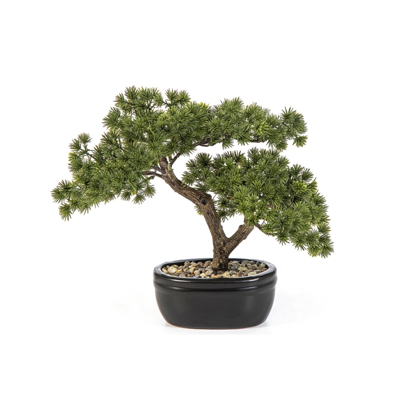 Mini Pine Bonzai with Black Pot 26-68 cm