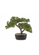 Mini Pine Bonzai with Black Pot 26-68 cm