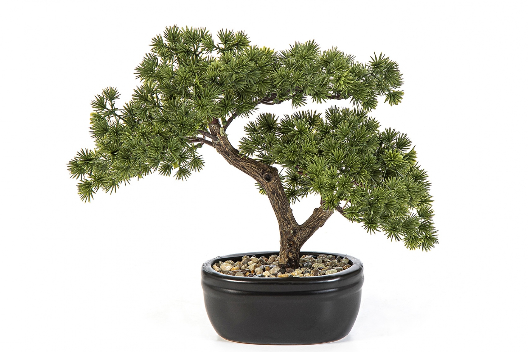 Mini Pine Bonzai with Black Pot 26-68 cm