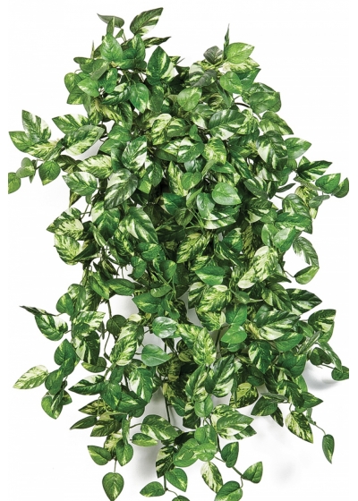 Mini Pothos bush x 560 560 cm