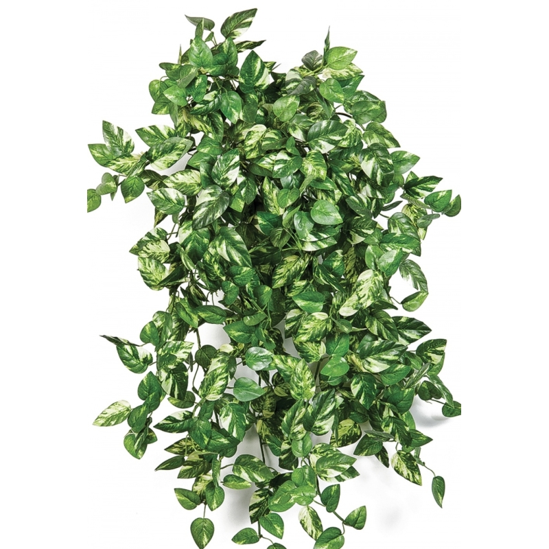 Mini Pothos bush x 560 560 cm